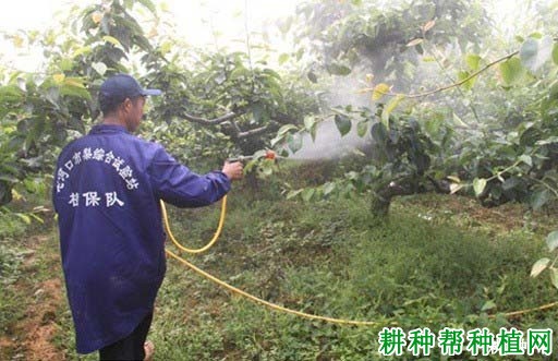 种植柿子树怎么施肥？