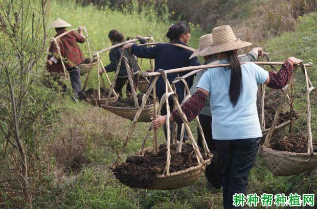 种植柿子树怎么施肥？