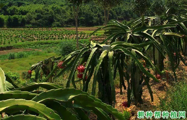 火龙果种植条件是什么样？