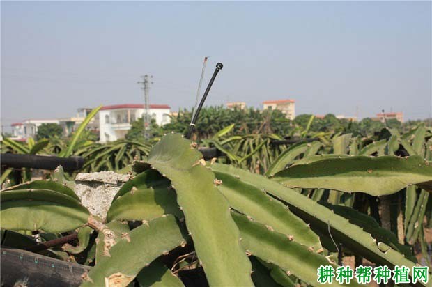 火龙果种植条件是什么样？