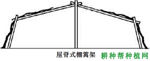 种植葡萄如何选择棚架？