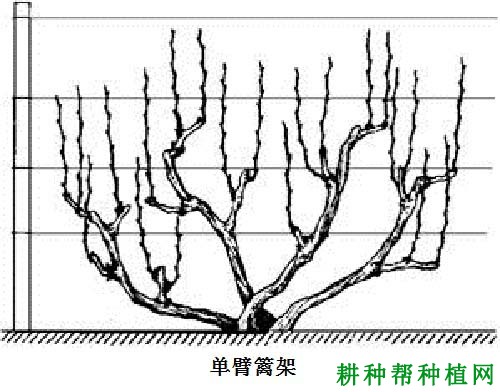 种植葡萄如何选择棚架？