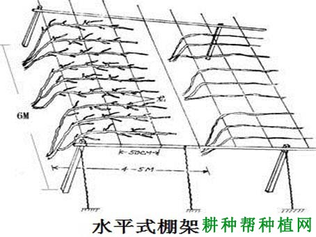 种植葡萄如何选择棚架？