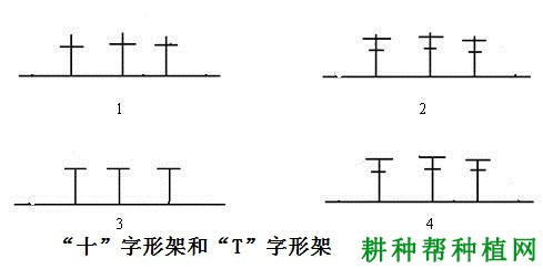 种植葡萄如何选择棚架？