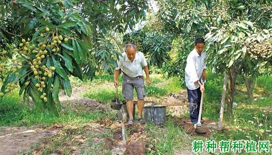 龙眼成年结果树如何施肥？