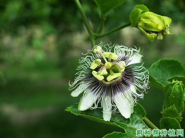 百香果开花习性是怎么样？