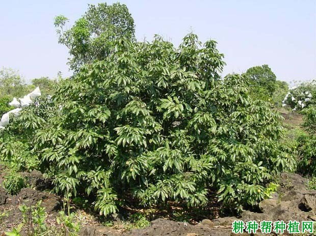 荔枝青壮年树如何施肥？