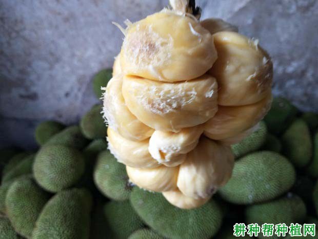 尖蜜拉菠萝蜜品种怎么样？