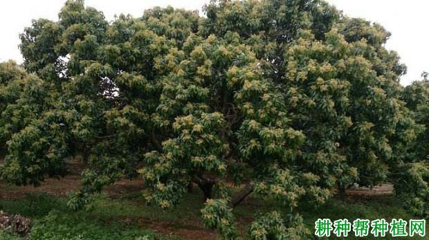 荔枝树生长需要多少肥料？