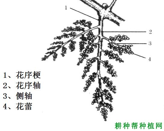 葡萄的花有哪些特性？