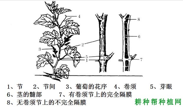 葡萄的茎有哪些特性？