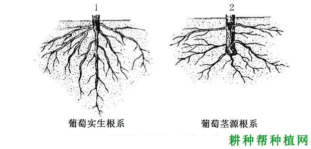 葡萄的根系有哪些特性？