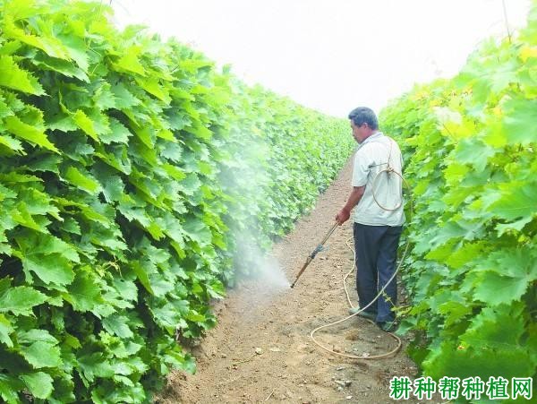 种葡萄怎样施肥，施什么肥好？