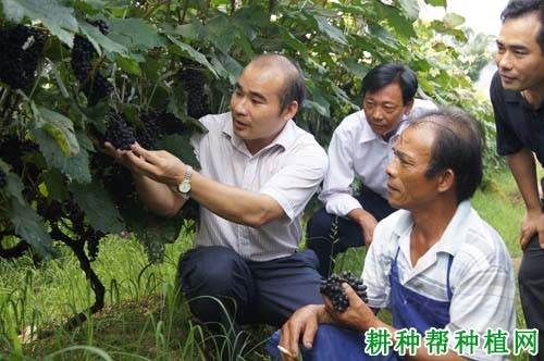 凌丰葡萄品种好不好？