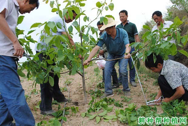 早实核桃怎么样修剪？