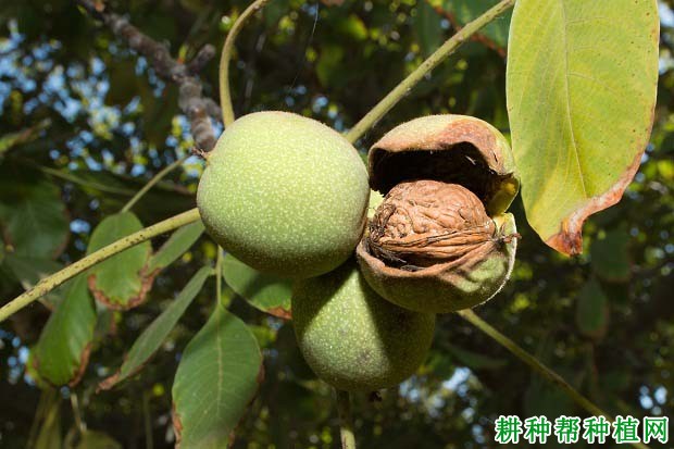 繁殖用的核桃种子什么时候采收？