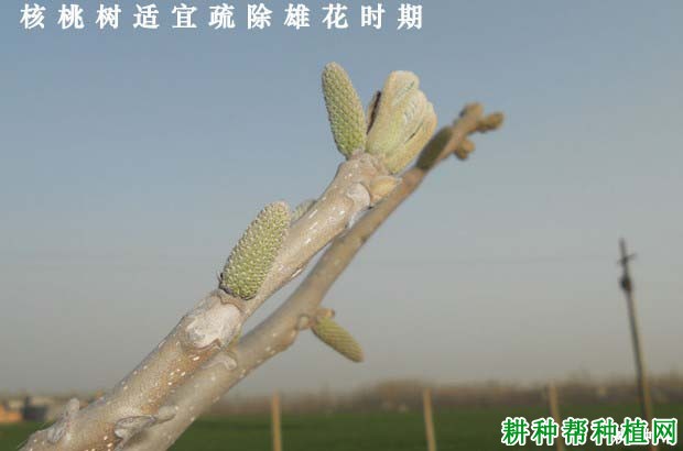 种植核桃为什么要疏花？