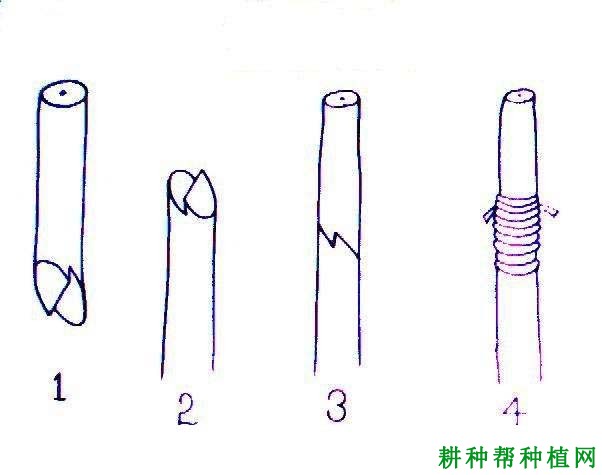 怎样嫁接核桃苗，核桃树苗的嫁接方法有几种？