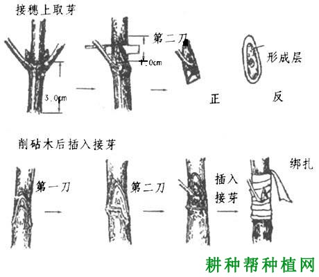 怎样嫁接核桃苗，核桃树苗的嫁接方法有几种？