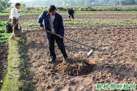 龙眼幼苗如何施肥，用什么肥好？