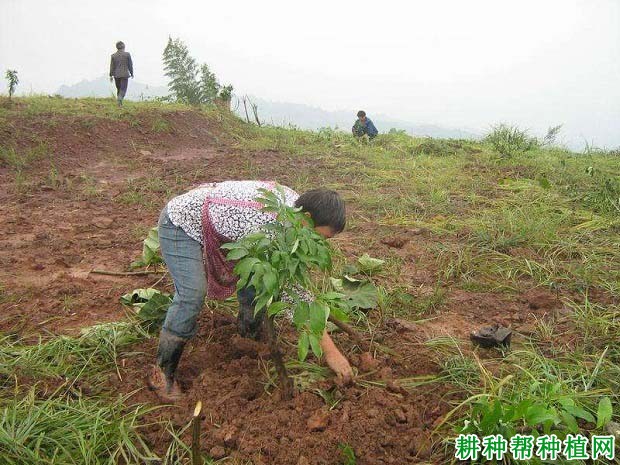 荔枝幼树的施肥原则是怎么样，多少天施一次肥？