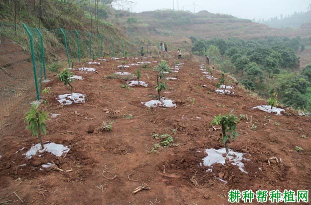 荔枝幼树的施肥原则是怎么样，多少天施一次肥？