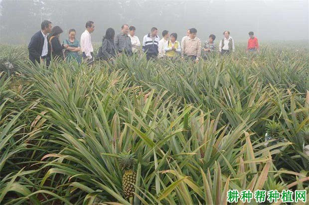 影响菠萝对肥料吸收的因素有哪些？