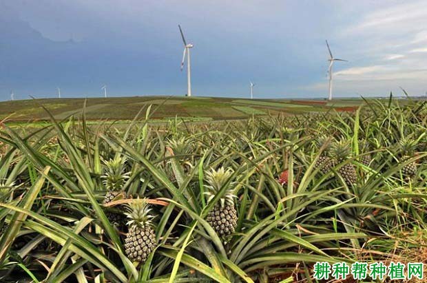 影响菠萝对肥料吸收的因素有哪些？