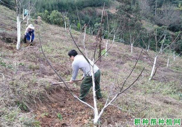 核桃的抽条如何防治？