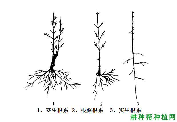 石榴的根系有什么特点？