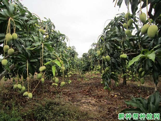 芒果树怎么施肥，施什么肥料好？