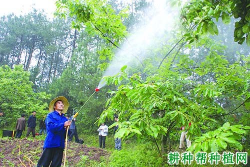 板栗树如何喷施叶面肥？