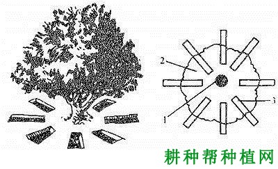 板栗的施肥方法有几种？