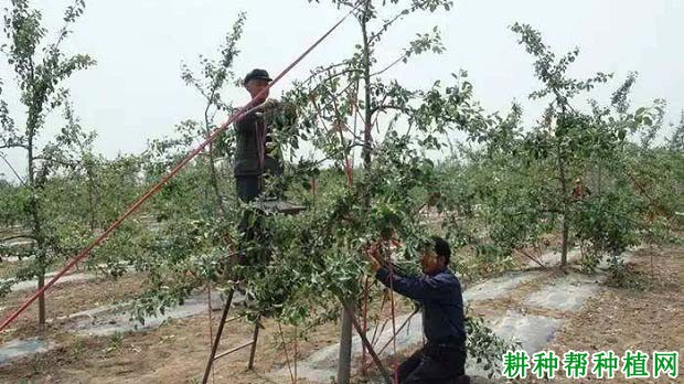 苹果树怎么拉枝，苹果树什么时候拉枝好？