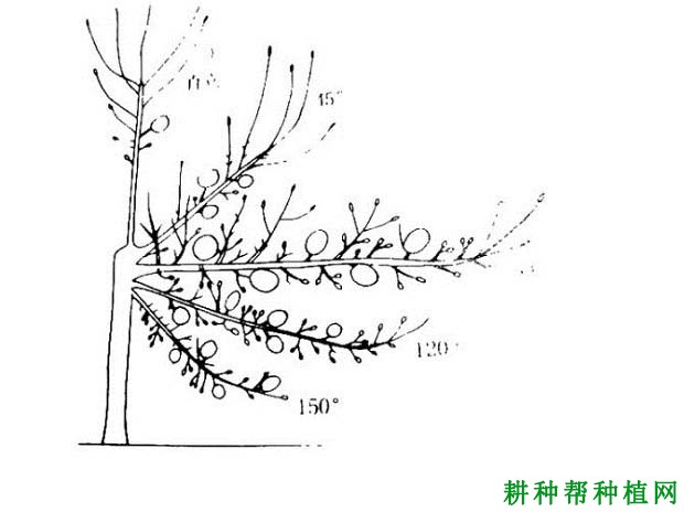 苹果树怎么拉枝，苹果树什么时候拉枝好？