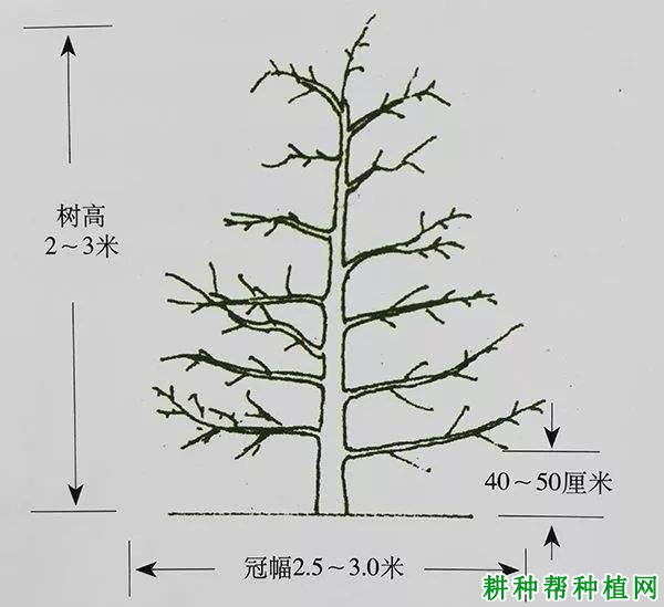 自由纺锤形苹果树如何修剪？