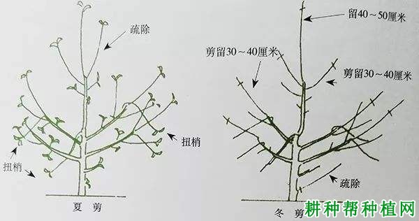 自由纺锤形苹果树如何修剪？