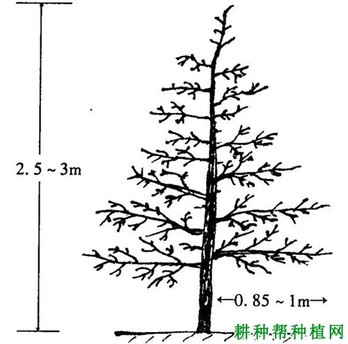 细长纺锤形苹果树如何修剪？