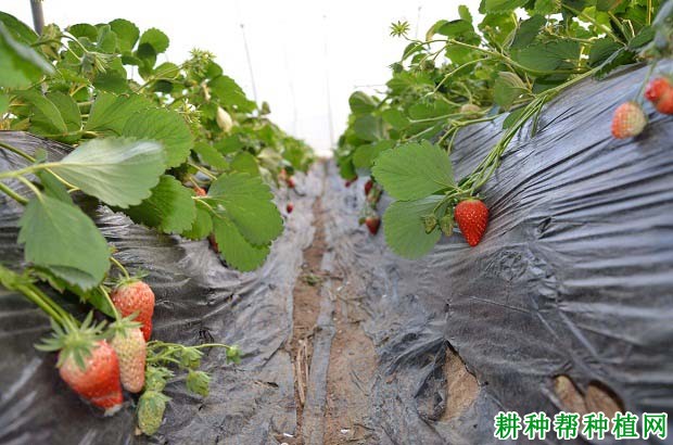 大棚种植草莓有什么优点？