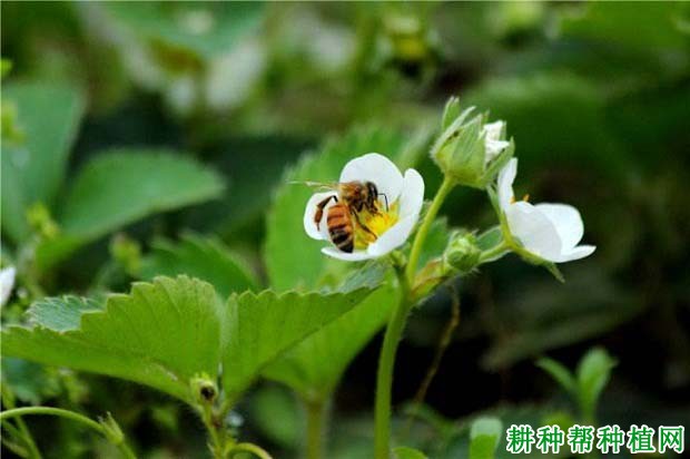 大棚种植草莓放蜜蜂需要注意什么？