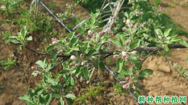 苹果树如何转枝，什么时候转枝好？