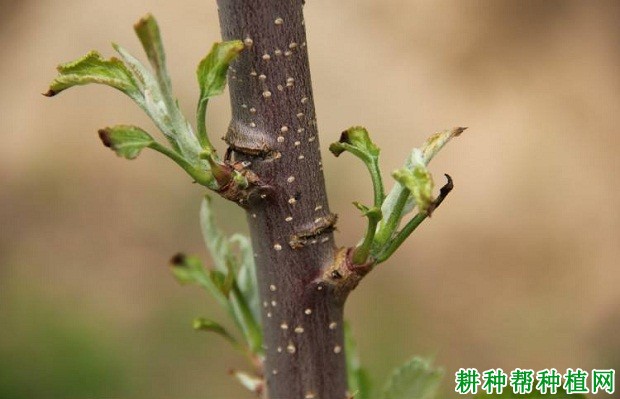 苹果树如何刻芽，什么时候刻芽好？