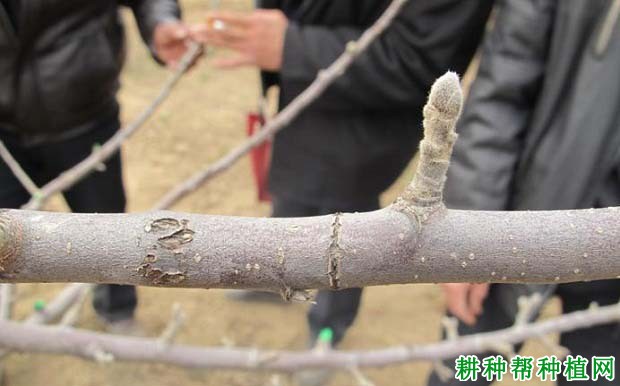 苹果树如何刻芽，什么时候刻芽好？