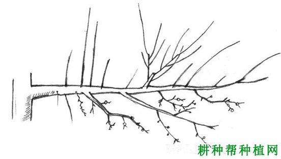 苹果树如何缩剪，什么时候缩剪好？