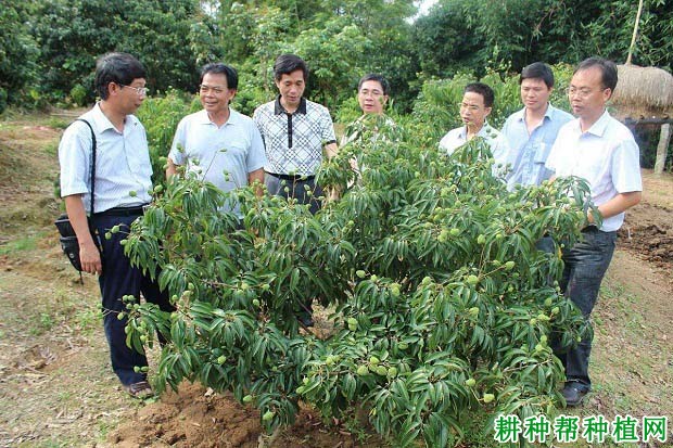 贵妃红荔枝品种好不好？