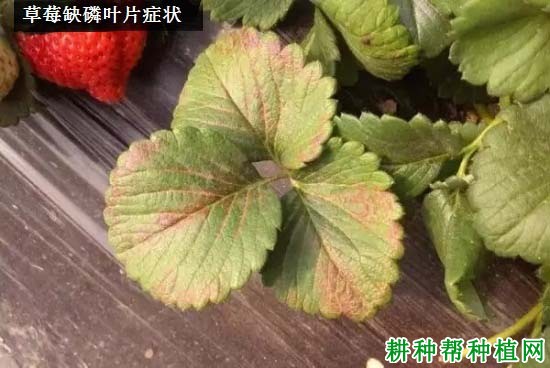 草莓缺磷会怎么样，磷中毒有哪些表现？