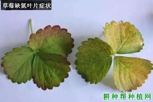 草莓缺氮会怎么样，氮过量又会怎么样？