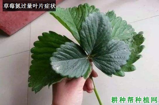 草莓缺氮会怎么样，氮过量又会怎么样？