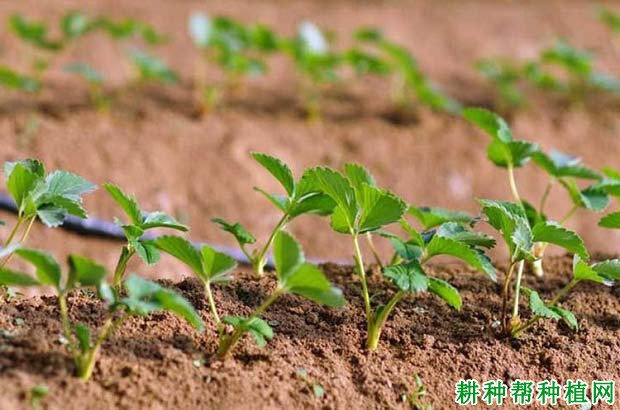 土壤的酸碱度对草莓生长有哪些影响？