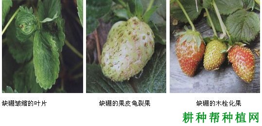 草莓缺硼有什么症状，原因是什么？